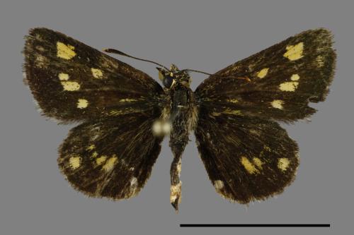 Ampittia dioscorides etura[小黃斑挵蝶][00094553]
