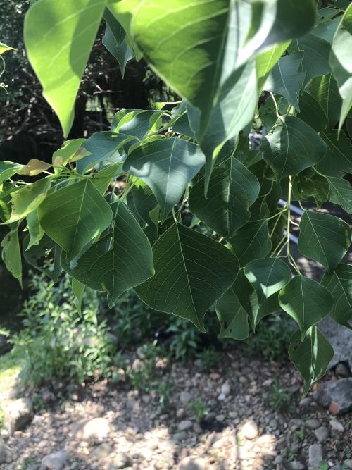 烏桕 烏桕