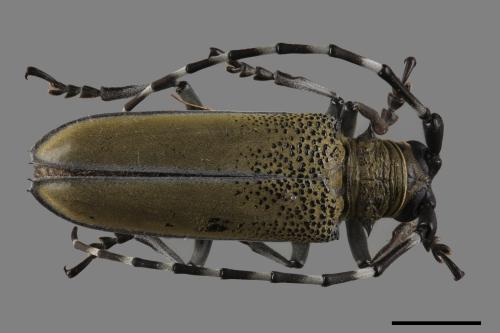 Apriona rugicollis[桑天牛][00046412]