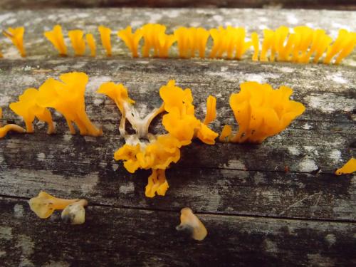 Dacryopinax spathularia(桂花耳) Dacryopinax spathularia(桂花耳)