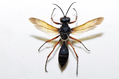 Sphecidae sp._陽明山 2 Sphecidae sp._陽明山 2