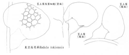 東京扁萼蘚