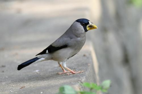 桑鳲 桑鳲