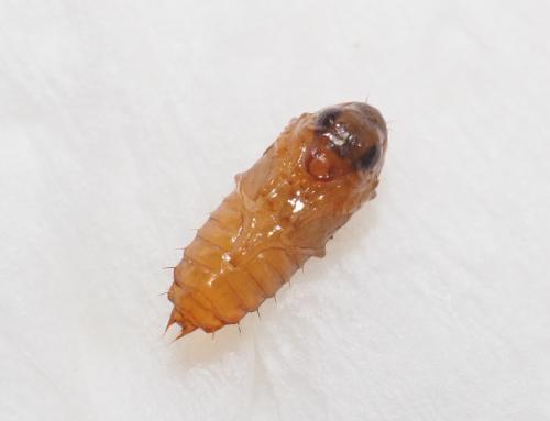 Quedius-shiow_pupa