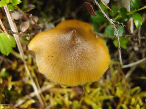 Hygrocybe conica(錐形濕傘)