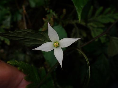 蔓茄