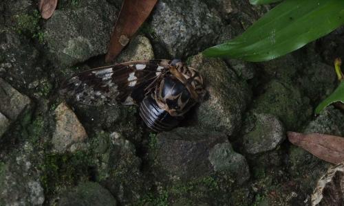 小蟪蛄