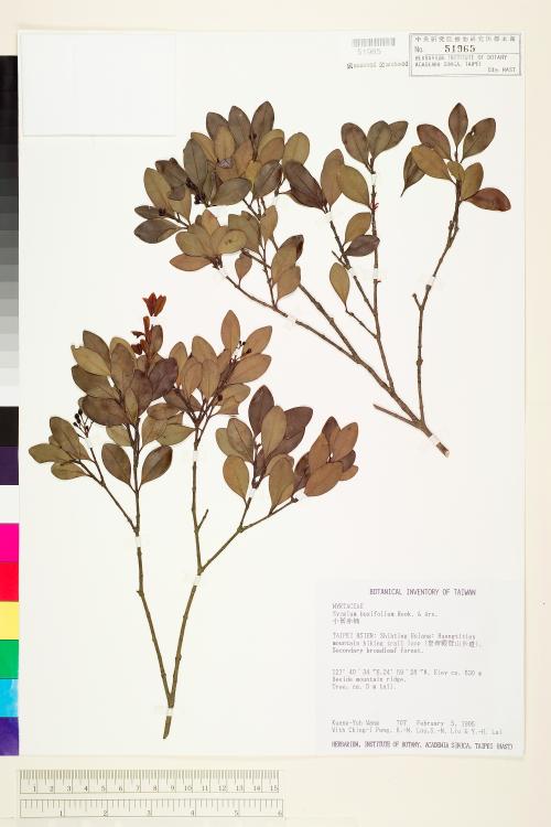 HAST 00051965