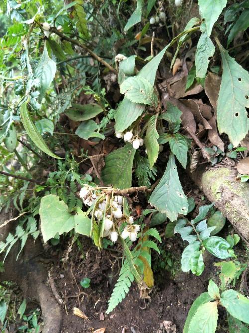同蕊草 同蕊草
