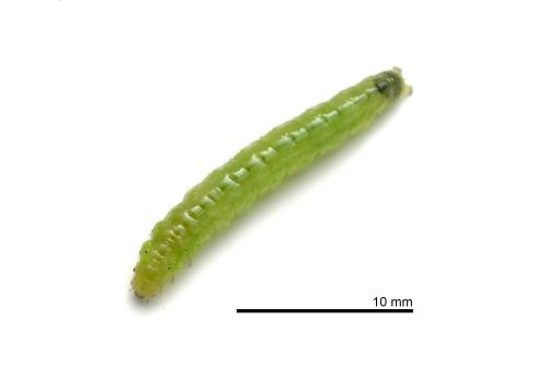 Diaphania indica