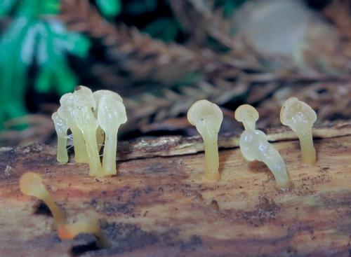 Calocera pallidospathulata(淡白匙狀膠角耳)