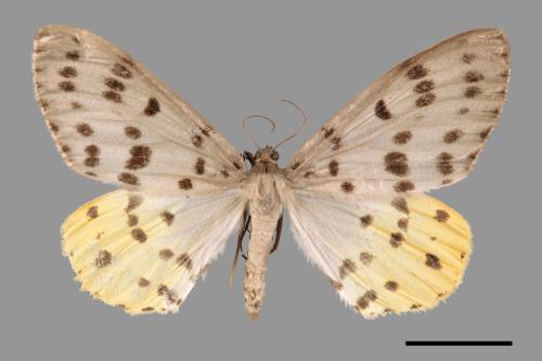 Arichanna postflava[灰星尺蛾][00055145]
