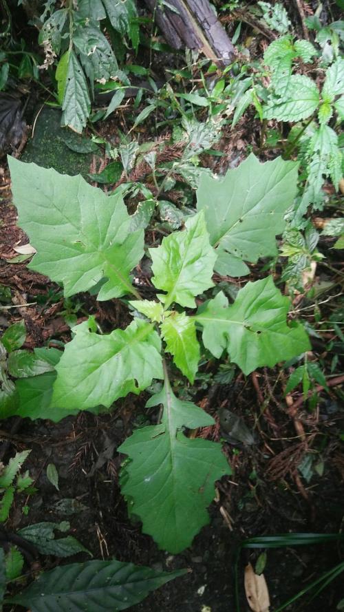 黃花三七草