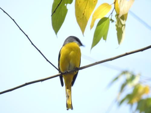 灰喉山椒鳥 灰喉山椒鳥
