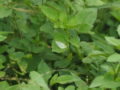 白粉蝶 白粉蝶