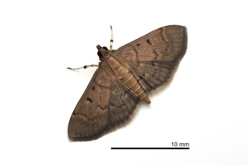 Herpetogramma lulalis Herpetogramma lulalis