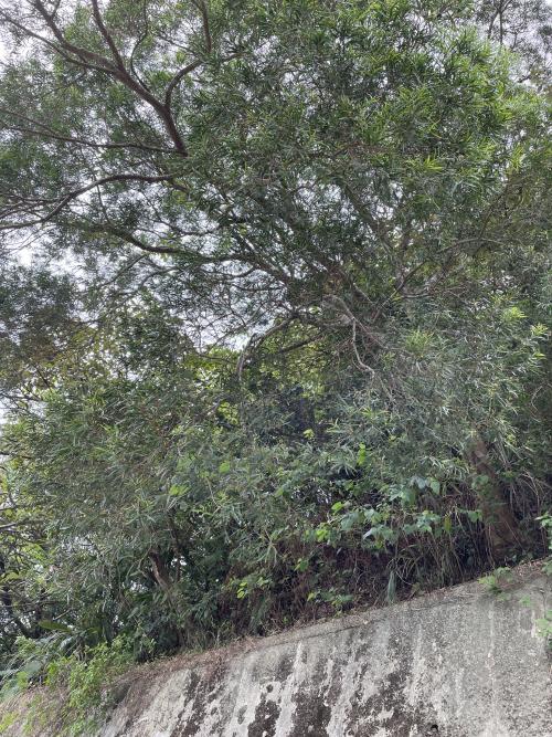 台灣相思 台灣相思