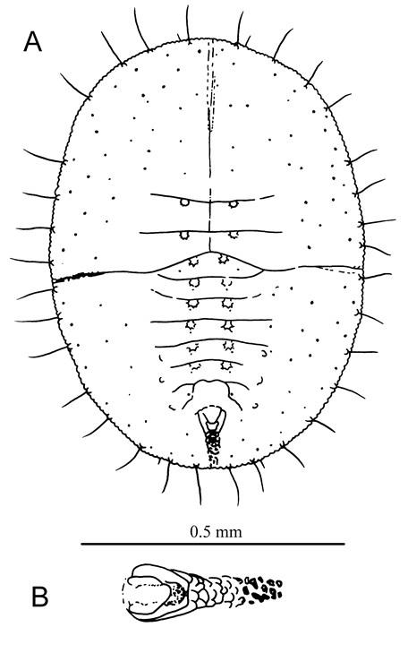 Pealius machili  Takahashi, 1935  豬腳楠皮粉蝨