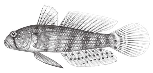 Gnatholepis anjerensis@Jheng2218 Gnatholepis anjerensis@Jheng2218