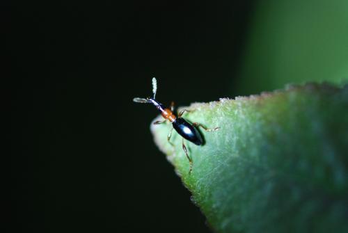 甘薯小象 甘薯小象