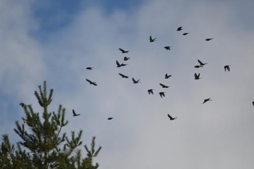 灰山椒鳥 灰山椒鳥