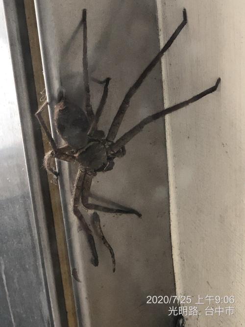 白額高腳蛛