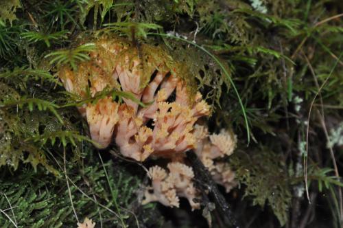 Ramaria neoformosa(新粉紅枝瑚菌)