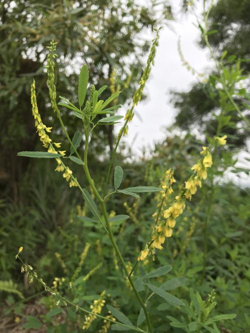 草木樨