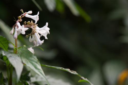 蛇根草