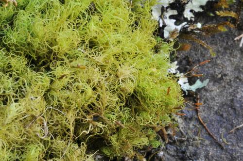 Pseudosymblepharis angustata (Mitt.) Hilp. 擬合睫苔(moss) 生態照