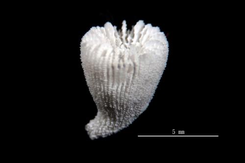 Thrypticotrochus multilobatus_01