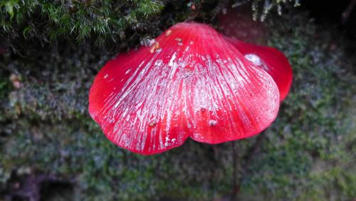 Fistulina hepatica(肝色牛排菌)