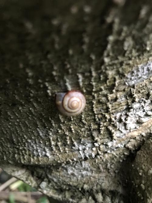 同型巴蝸牛 同型巴蝸牛