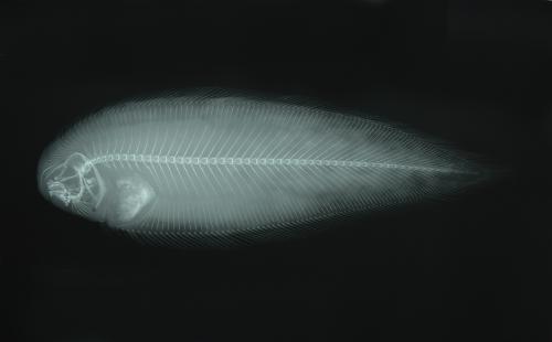 ASIZP0058075