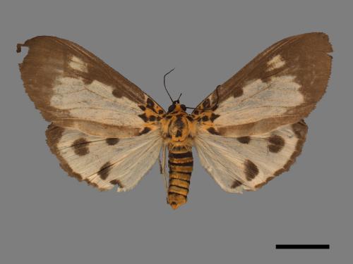 Asota plana lacteata[長斑擬燈蛾][00045577]