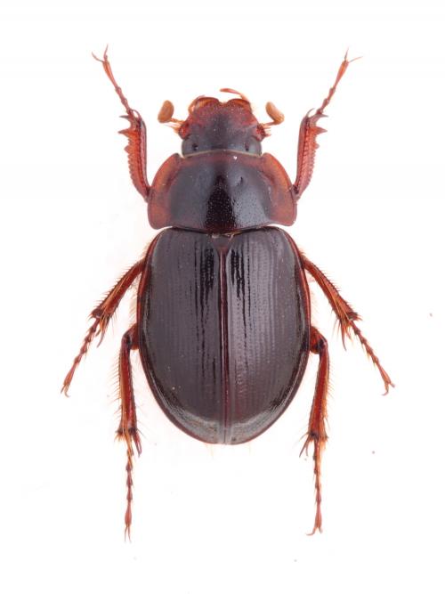 Phaeochrous emarginatus emarginatus Laporte, 1840