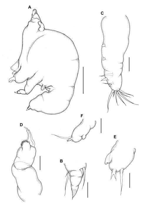 Acanthochondria eptatreti_雄.jpg Acanthochondria eptatreti_雄.jpg