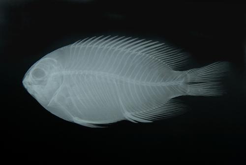ASIZP0059219