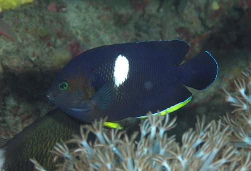 Centropyge tibicen @fishdb-media-7029 Centropyge tibicen @fishdb-media-7029