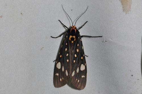 Aglaomorpha histrio formosana 大麗燈蛾