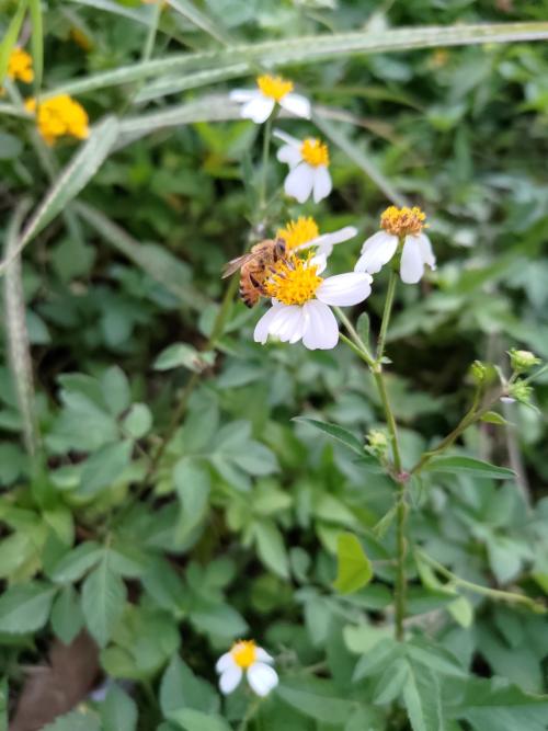 西方蜜蜂 西方蜜蜂