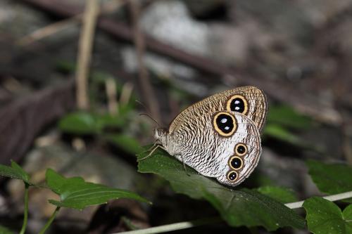 Ypthima praenubila neobilia