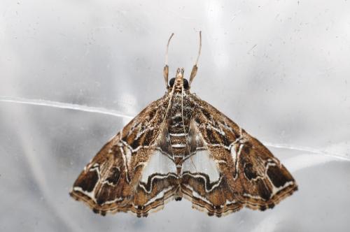 Paracymoriza vagalis Walker Paracymoriza vagalis Walker