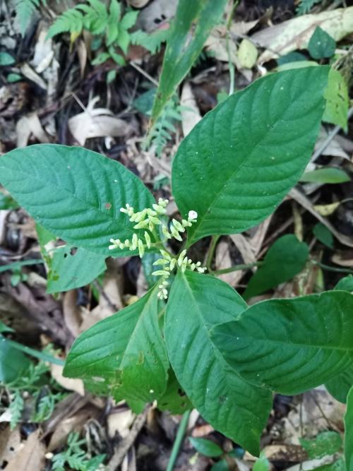 小花蛇根草
