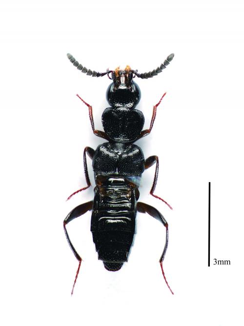 Creochara-brevipennis Creochara-brevipennis