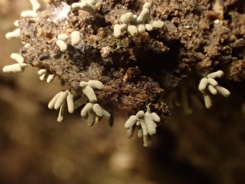 灰團網黏菌 灰團網黏菌