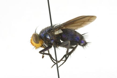 Silbomyia cyanea male lateral