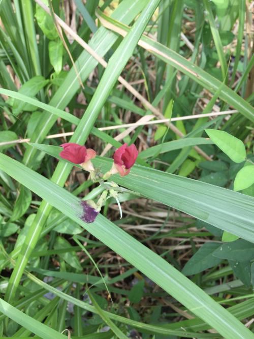 大翼豆 (長序菜豆) 大翼豆 (長序菜豆)