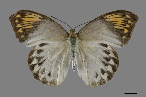 Hebomoia glaucippe formosana[端紅蝶][00101512]