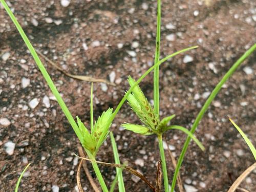 扁穗莎草 (沙田草) 扁穗莎草 (沙田草)
